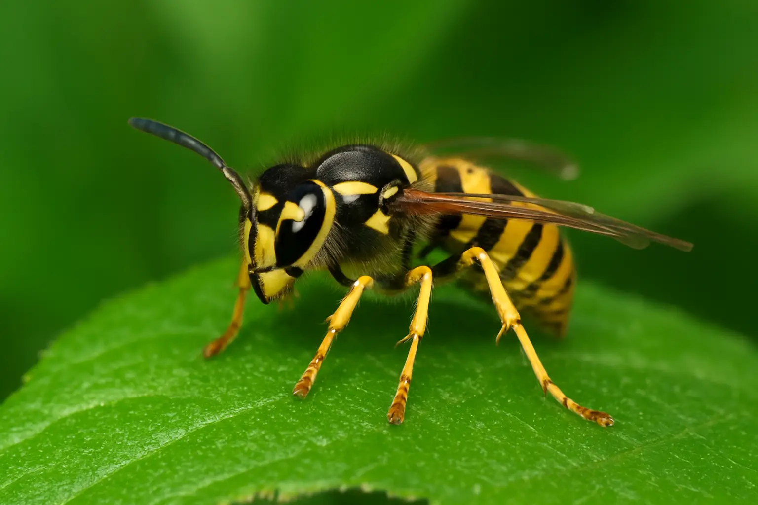wasps in the UK